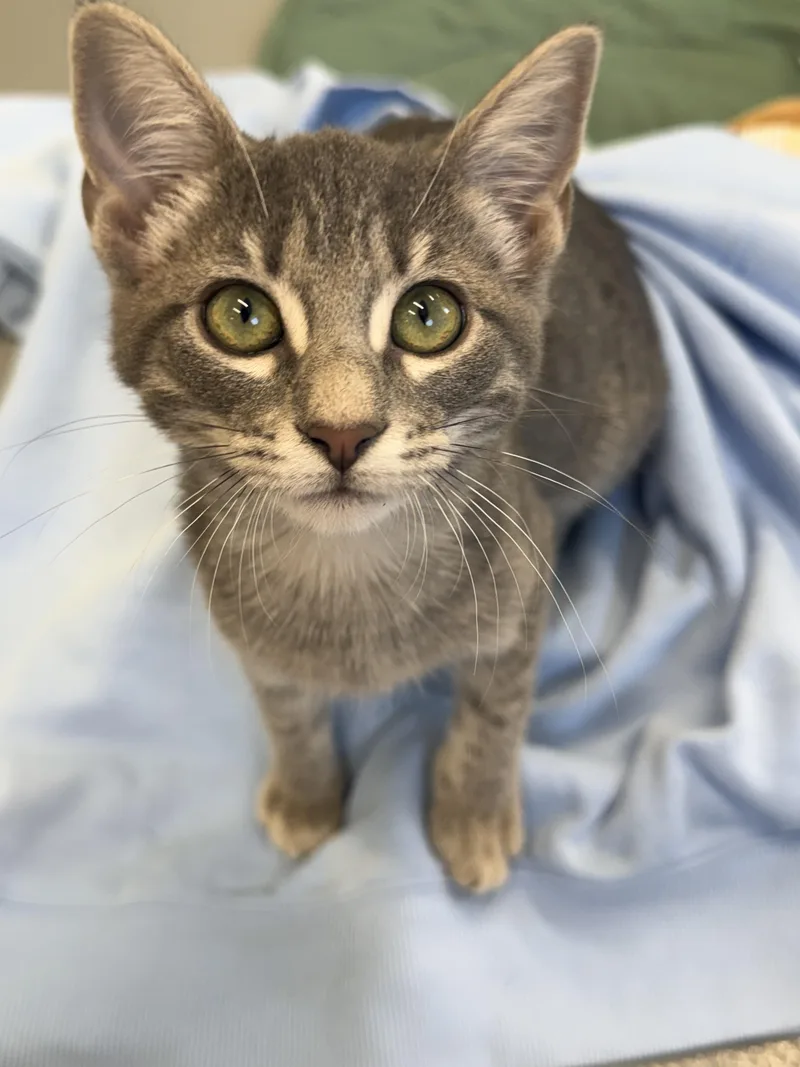A baby small-sized female Tabby (Gray / Blue / Silver) Domestic Short Hair cat named Papaya for adoption in Kalamazoo, MI