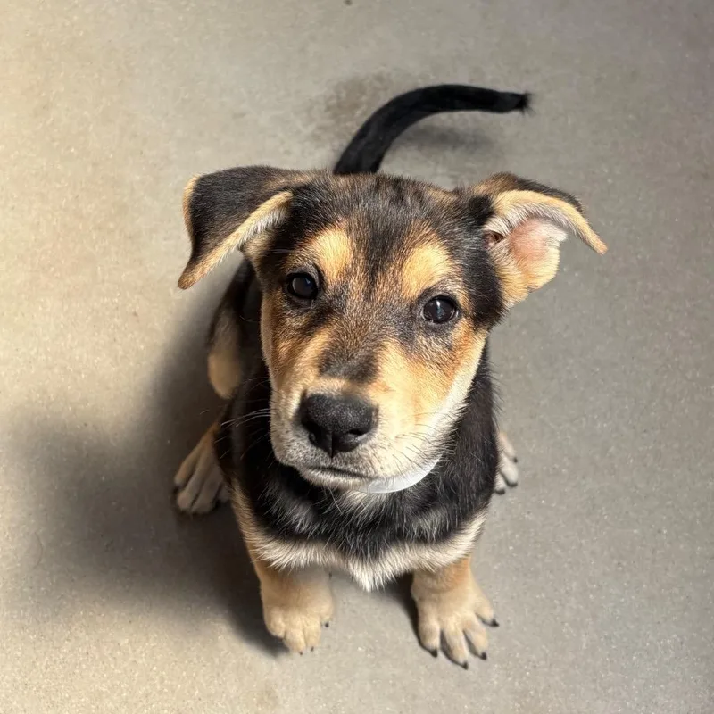 A baby small-sized female Black Shepherd dog named Louise for adoption in Santa Barbara, CA