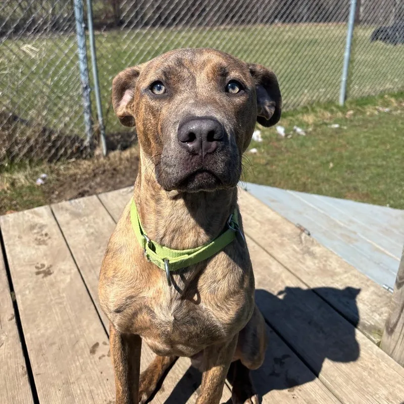A young medium-sized male Gray / Blue / Silver Terrier dog named Tompkins for adoption in Brookfield, WI