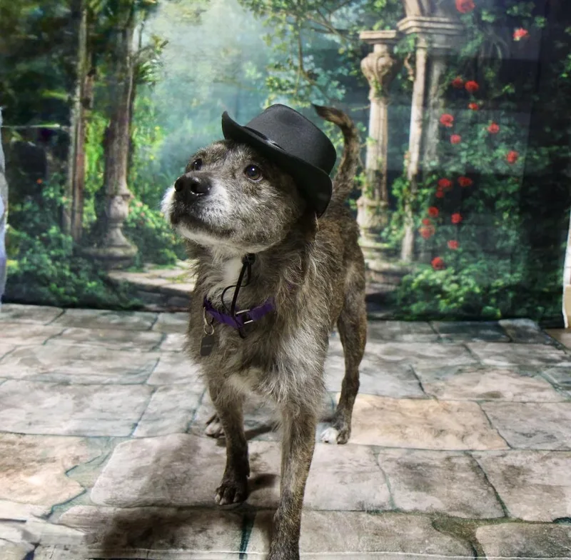 An adult medium-sized male Gray / Blue / Silver Terrier dog named Dink for adoption in Plain City, OH