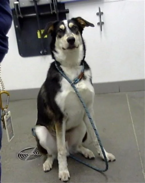 A young large-sized male Siberian Husky dog named Novi for adoption in Mesa, AZ
