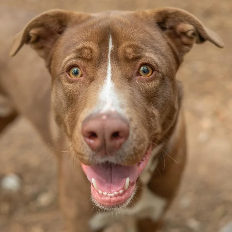A young large-sized male Brown / Chocolate Mixed Breed dog named Goofy for adoption in Decatur, GA