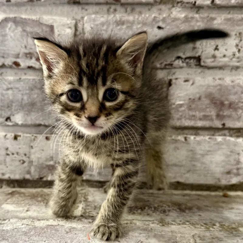 Roscoe