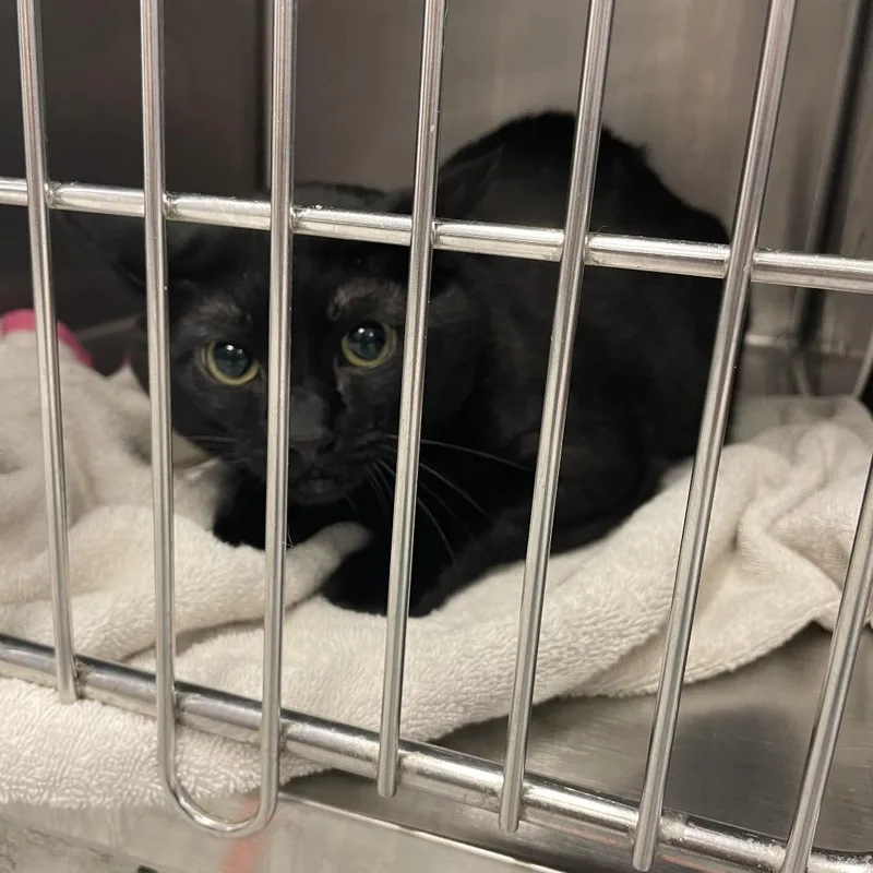 An adult large-sized male Black Domestic Short Hair cat named Eclipse for adoption in Port Charlotte, FL