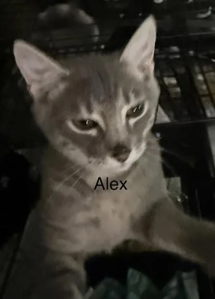 A baby small-sized male Gray / Blue / Silver Domestic Short Hair cat named Alex for adoption in Kansas City, MO