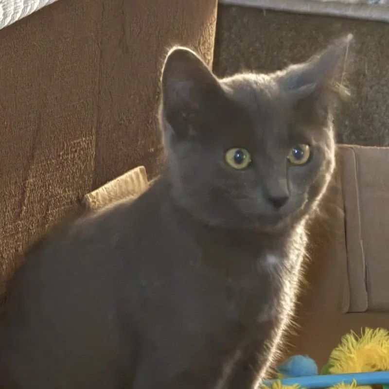 A baby small-sized male Gray / Blue / Silver Domestic Short Hair cat named PacMan for adoption in Ferndale, WA