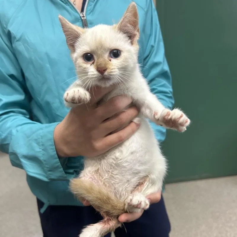 A baby small-sized female White Domestic Short Hair cat named Noel for adoption in Lewisburg, WV