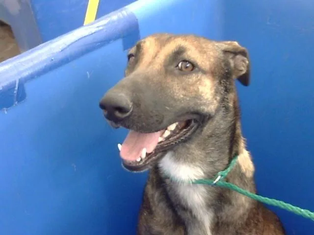 A young large-sized female Mixed Breed dog named Frito for adoption in Dallas, TX