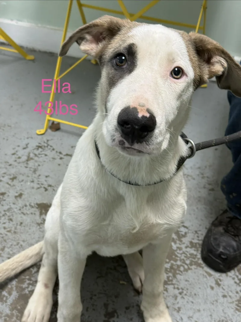 A baby large-sized female Treeing Walker Coonhound dog named Ella for adoption in Fayetteville, WV