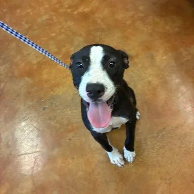 A baby medium-sized female Boxer dog named Thursday for adoption in Austin, TX