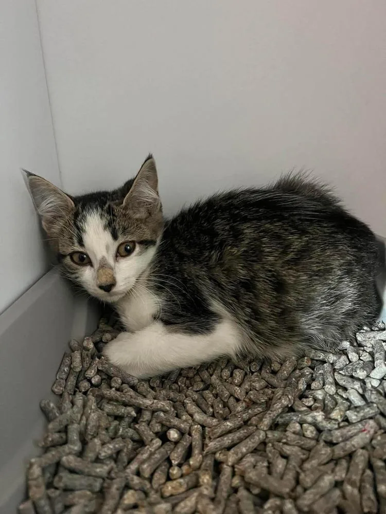 A baby small-sized female Domestic Short Hair cat named Fluffy for adoption in Bolivar, MO