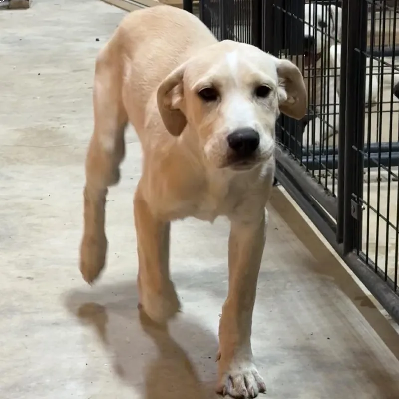 A young large-sized male White / Cream Labrador Retriever dog named Butterscotch for adoption in San Saba, TX