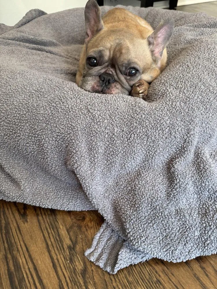 A young medium-sized male French Bulldog dog named Aiden Rocky~ for adoption in Columbia, TN