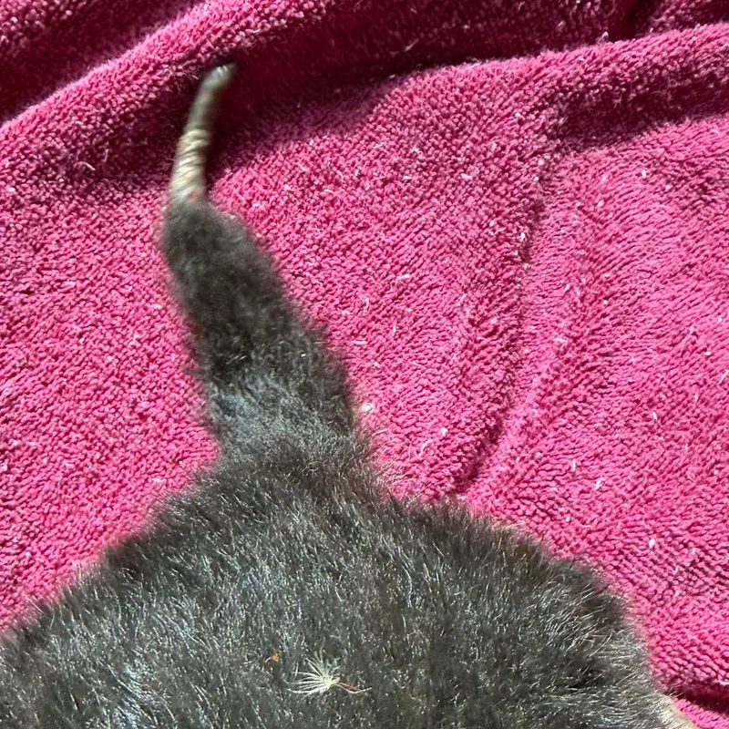 TUSCStray thumbnail 2
