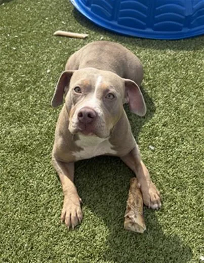 A young medium-sized female Pit Bull Terrier dog named Scoops for adoption in Toledo, OH