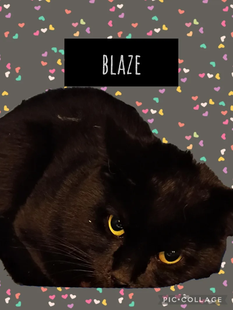 An adult medium-sized male Domestic Short Hair cat named Blaze for adoption in Muncie, IN