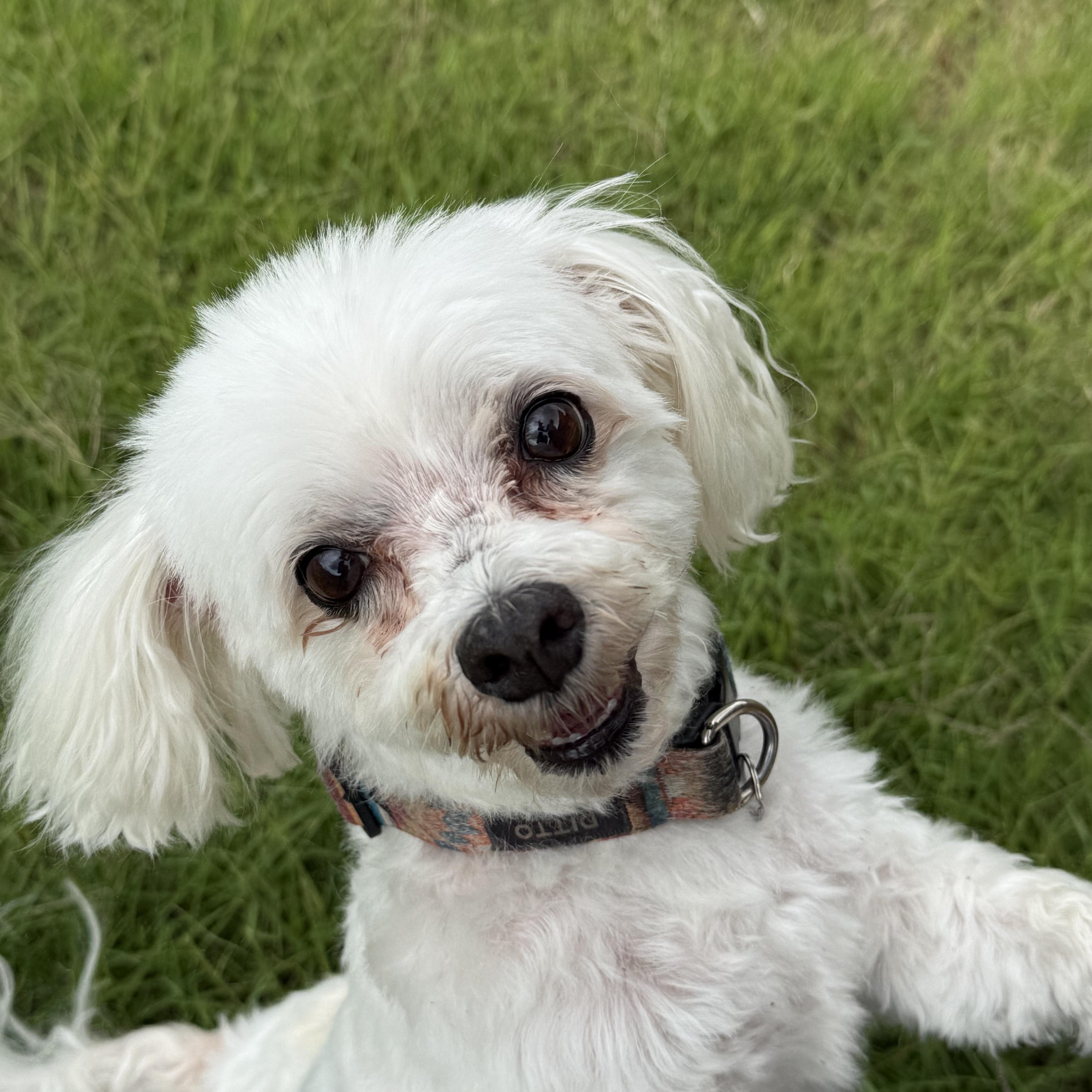 An adult small-sized male Maltese dog named Ditto for adoption in Little Elm, TX