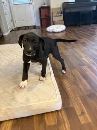 A baby small-sized male Tricolor (Brown, Black, & White) Labrador Retriever dog named Mojo for adoption in Colorado Springs, CO