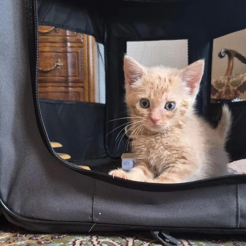 A baby small-sized female Domestic Short Hair cat named Monty for adoption in Fairfax, VA