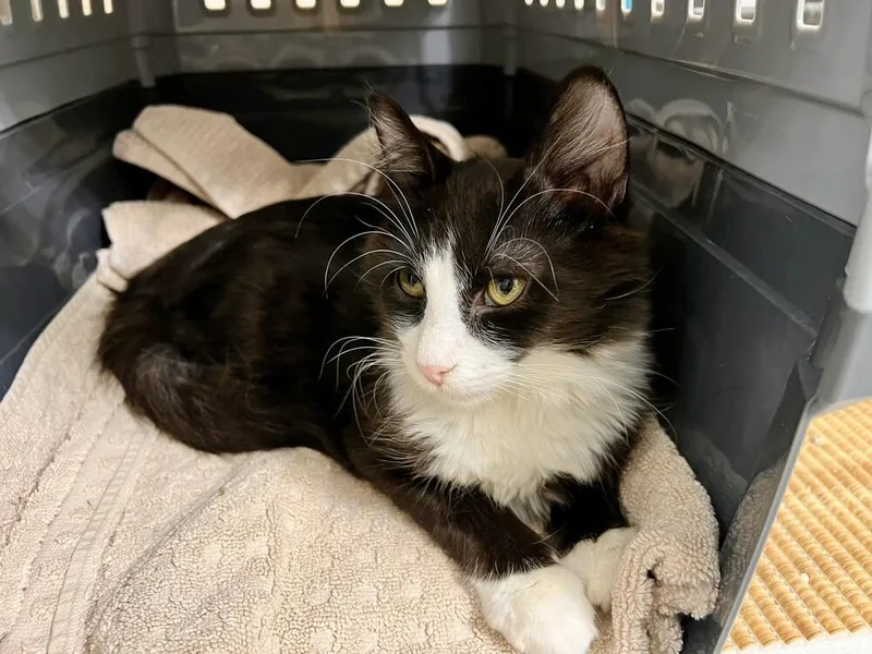 A baby small-sized male Domestic Medium Hair cat named Adam for adoption in Aurora, CO