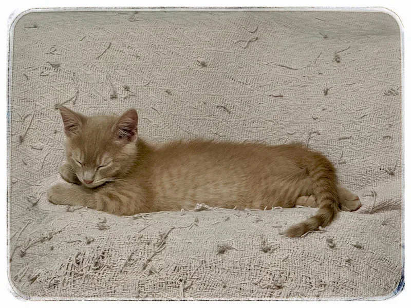 A baby medium-sized male American Shorthair cat named Sunny for adoption in Shreveport, LA