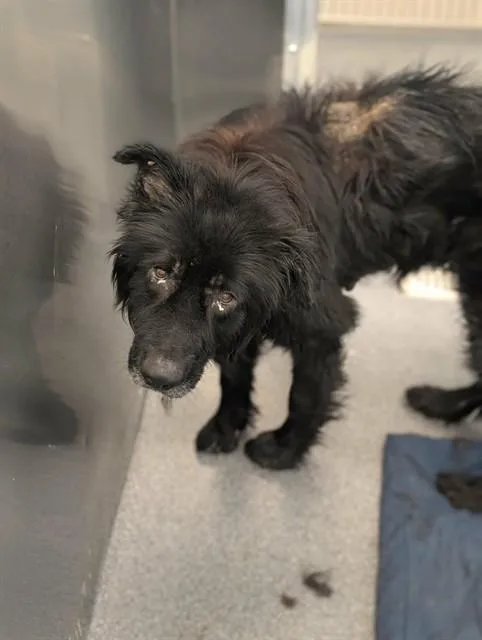 An adult large-sized male Mixed Breed dog named Moses for adoption in Dallas, TX