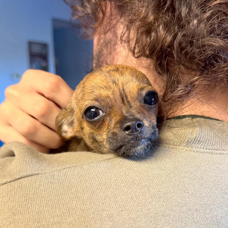 A baby small-sized female Mixed Breed dog named Zoomie for adoption in Hendersonville, NC