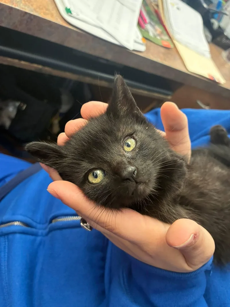 A baby small-sized male Black Domestic Short Hair cat named Pollen for adoption in Grosse Pointe Park, MI