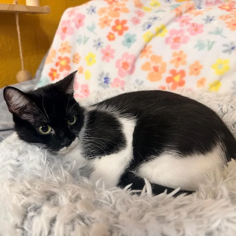 An adult medium-sized female Domestic Short Hair cat named Daisie for adoption in Flower Mound, TX