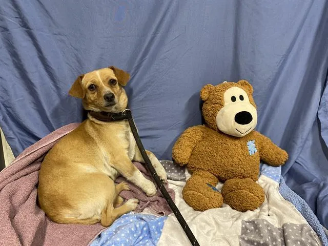 An adult small-sized female Chihuahua dog named Rhonda for adoption in Modesto, CA