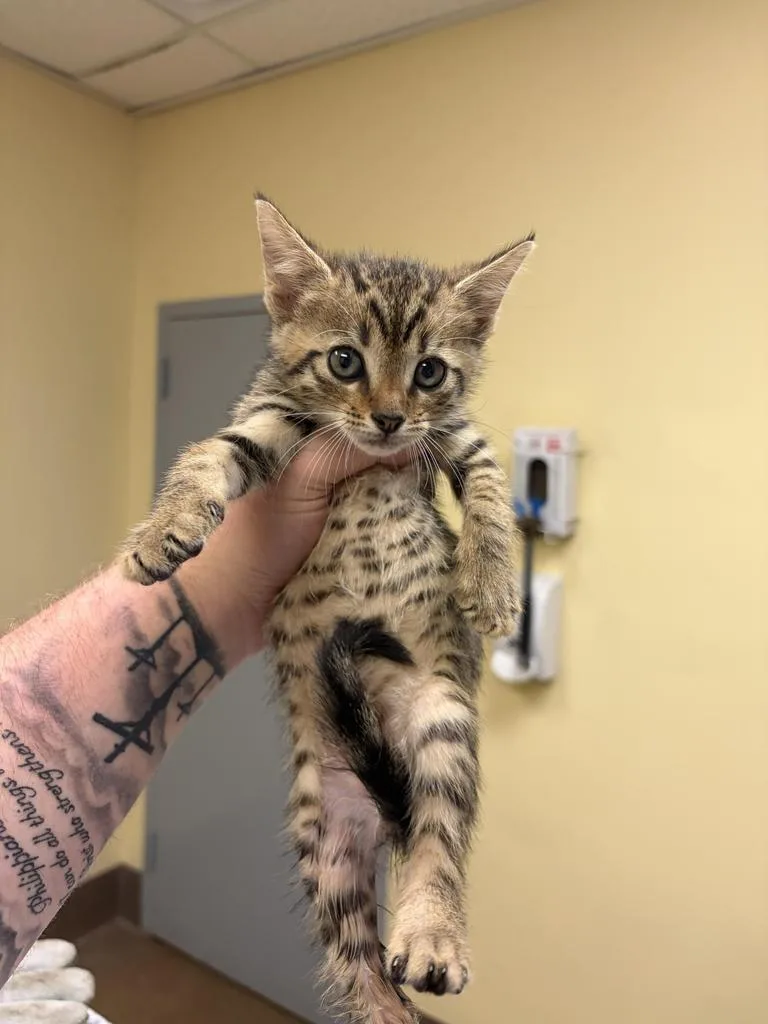 A baby medium-sized male Domestic Short Hair cat named Buckley for adoption in Florence, SC