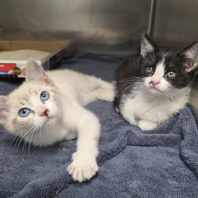 A baby small-sized female Black & White / Tuxedo Domestic Short Hair cat named Pepper for adoption in Mission Viejo, CA