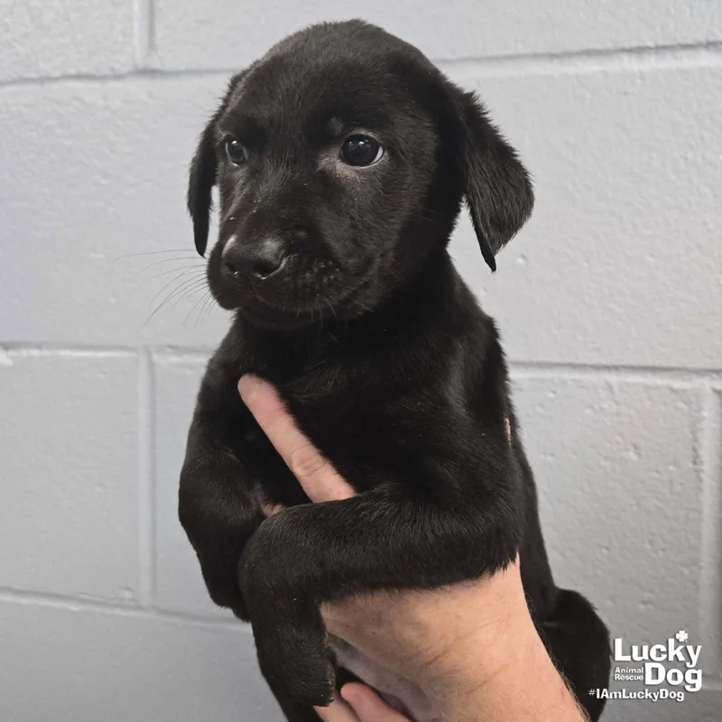 A baby large-sized female Labrador Retriever dog named Oprah for adoption in Washington, DC