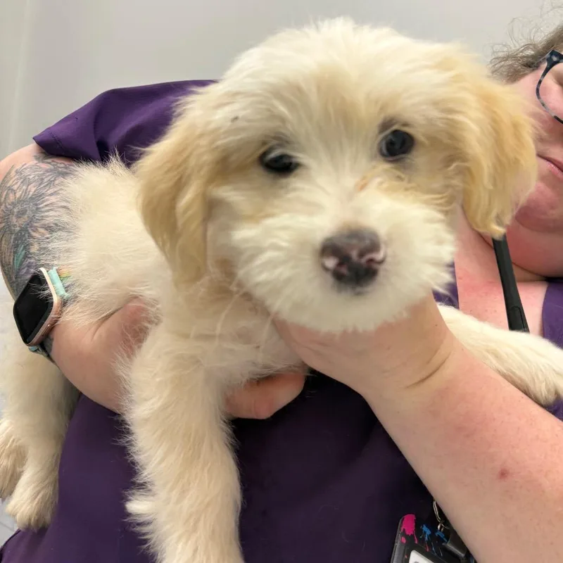 A baby small-sized female Yellow / Tan / Blond / Fawn Terrier dog named Marshmallow for adoption in Morganton, NC