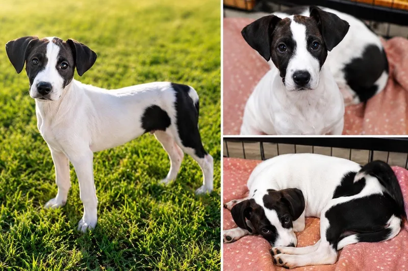 A baby medium-sized male Pointer dog named Buzz for adoption in Collingswood, NJ