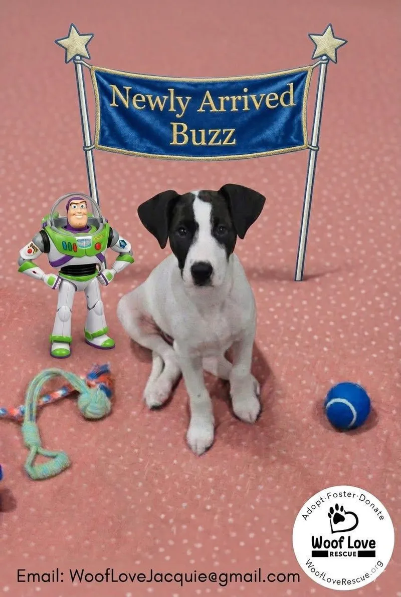 Buzz thumbnail 2