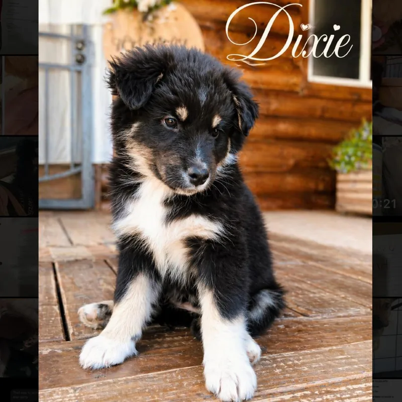A baby medium-sized female Black Australian Shepherd dog named Dixie for adoption in Phoenix, AZ
