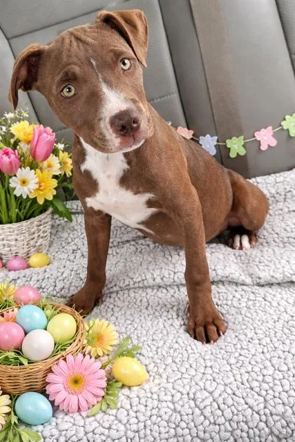 A young medium-sized female Brown / Chocolate Pit Bull Terrier dog named Ginger for adoption in Friendswood, TX