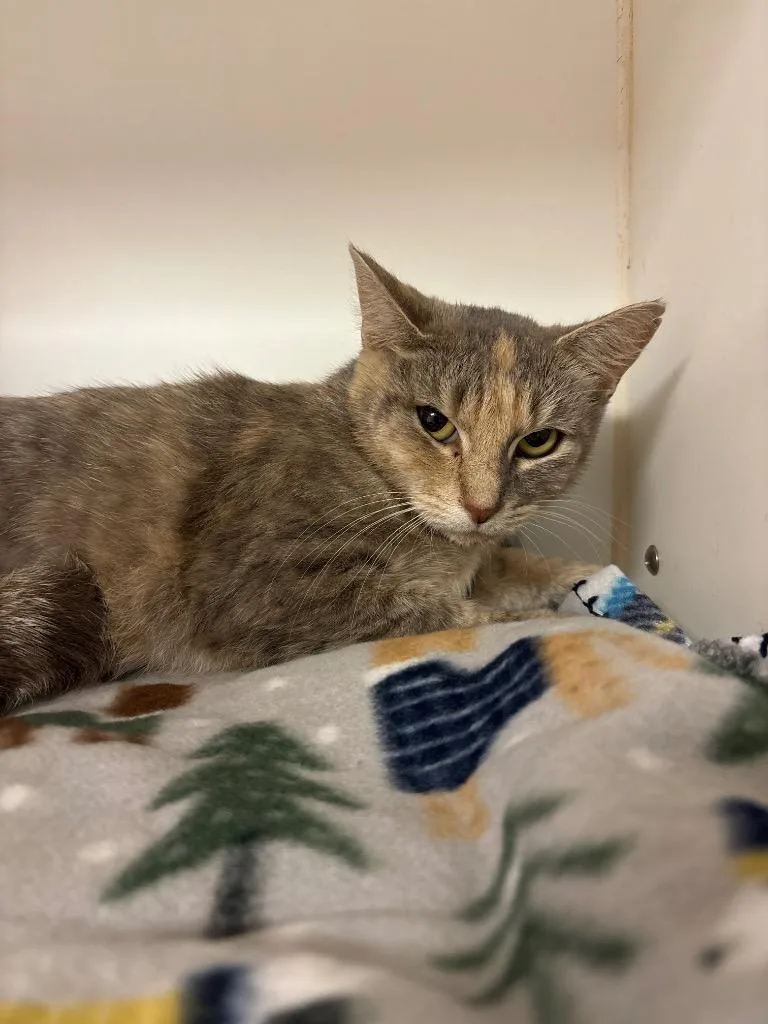 A young medium-sized male Domestic Short Hair cat named Jolie for adoption in Johnson City, TN