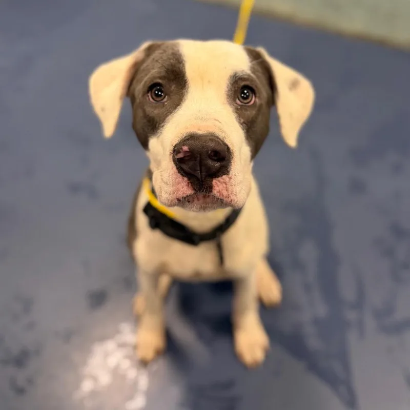 A young medium-sized male White / Cream Pit Bull Terrier dog named Batido for adoption in Greensboro, NC
