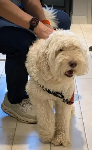 An adult medium-sized male White / Cream Golden Retriever dog named Pibe for adoption in Annapolis, MD