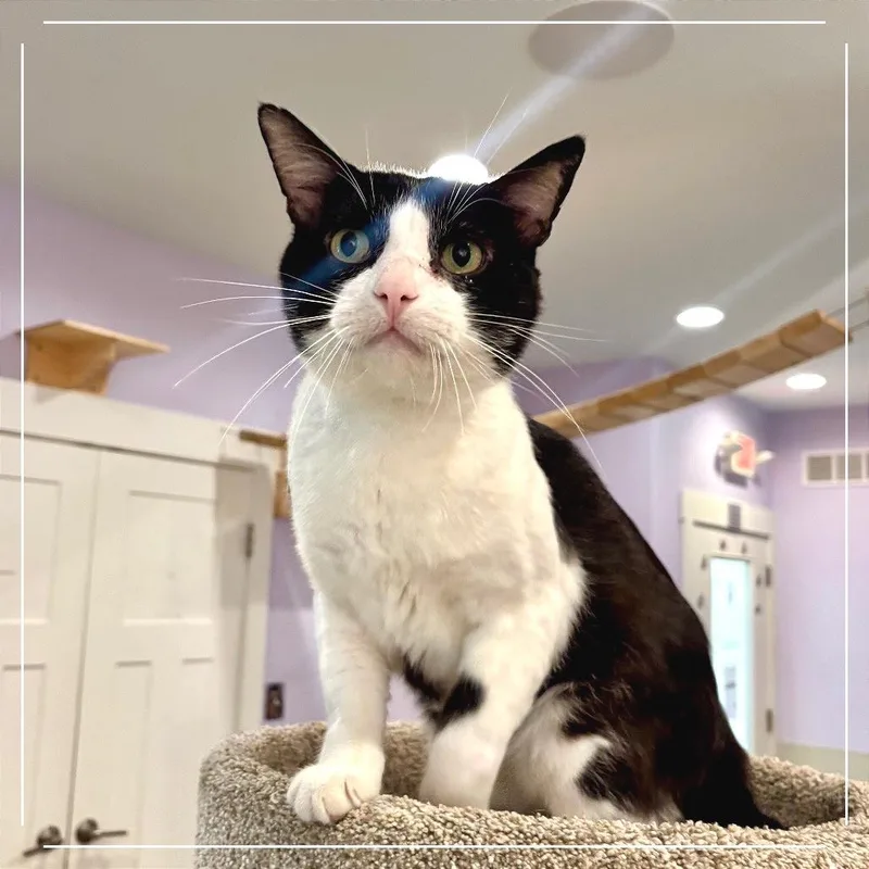 An adult extra large-sized male White Domestic Short Hair cat named Oscar for adoption in Saint Charles, MO