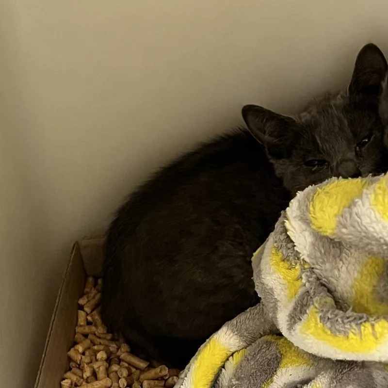 A baby small-sized male Gray / Blue / Silver Domestic Short Hair cat named Flint for adoption in Harrisonburg, VA