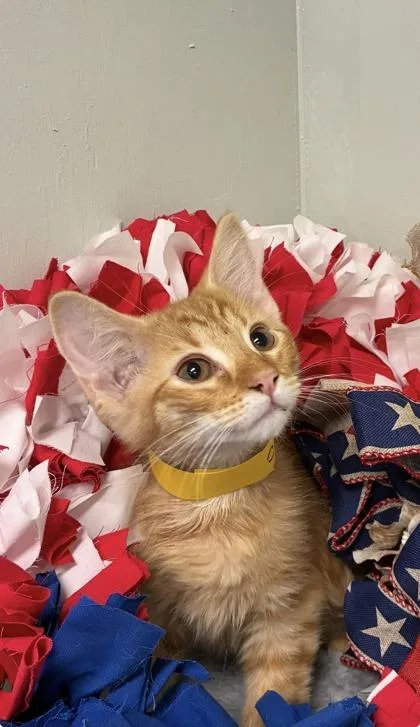 Cheddar