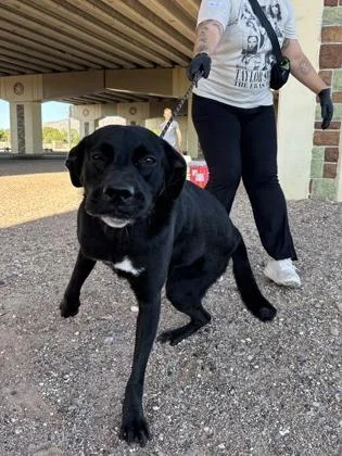 An adult large-sized female Mixed Breed dog named Bonnie for adoption in El Paso, TX