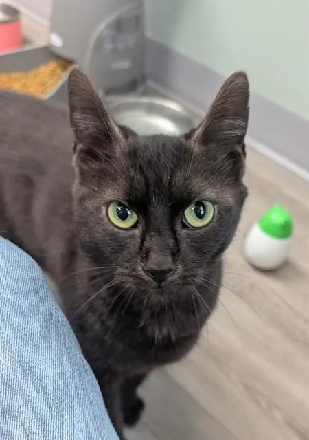 An adult small-sized female Domestic Short Hair cat named Scarlet for adoption in Westminster, MD