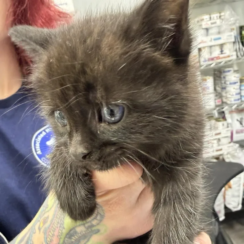A baby small-sized female Black Domestic Short Hair cat named Selesnya for adoption in Newark, NJ