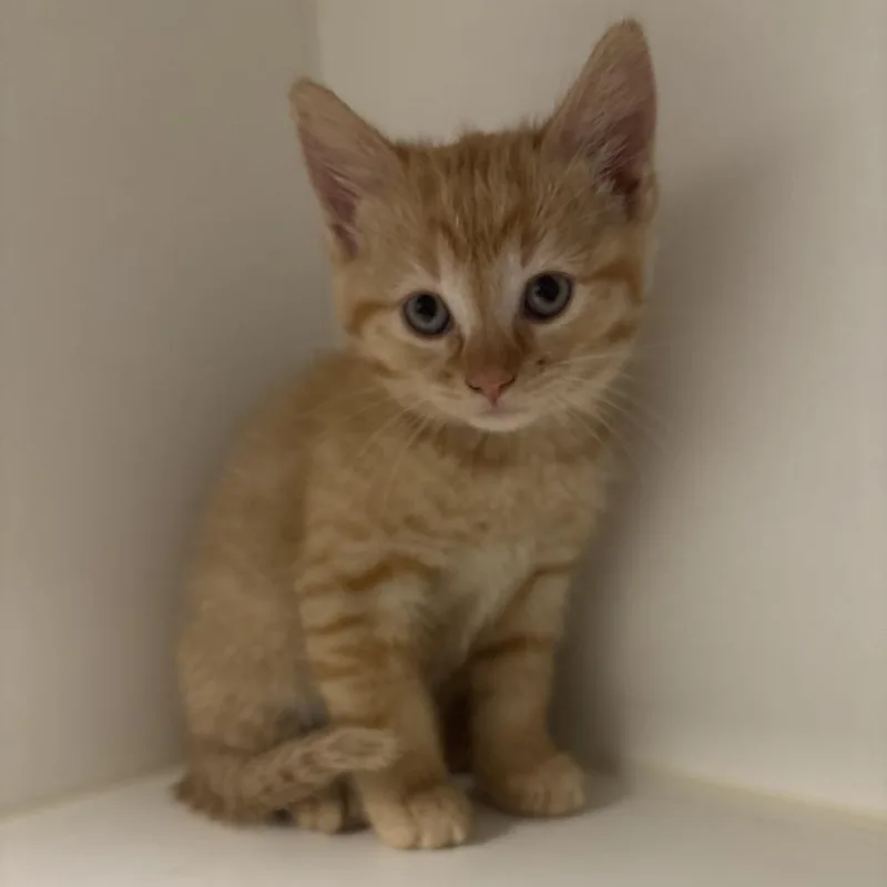 A baby small-sized female Orange / Red Domestic Short Hair cat named Bo Peep for adoption in Tulsa, OK