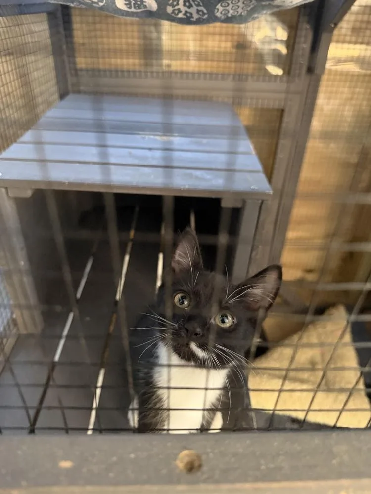 A baby medium-sized male Black & White / Tuxedo Domestic Short Hair cat named John Denver for adoption in Salisbury, NC