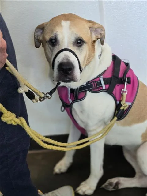 An adult large-sized female Saint Bernard dog named Yager for adoption in Chatsworth, CA
